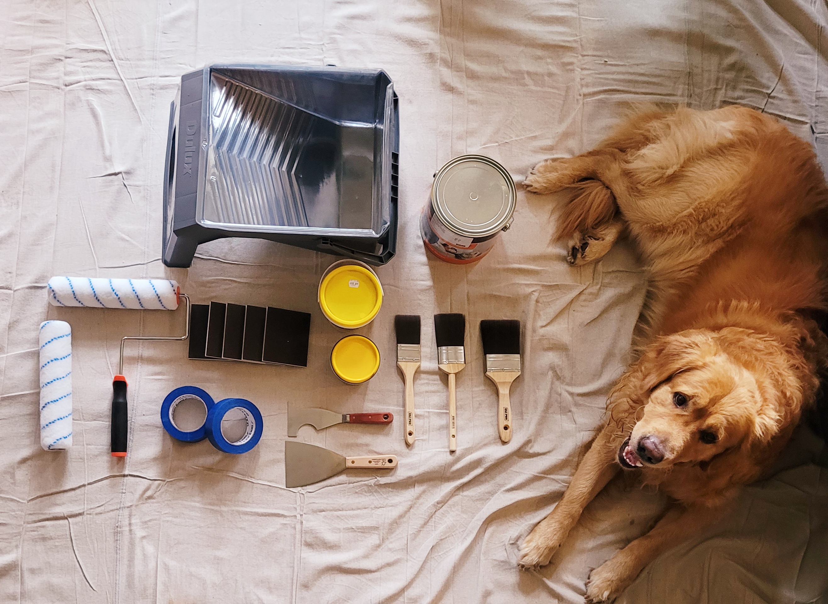 Teddy with painting tools: flat lay of brushes, rollers, tape, and paint samples